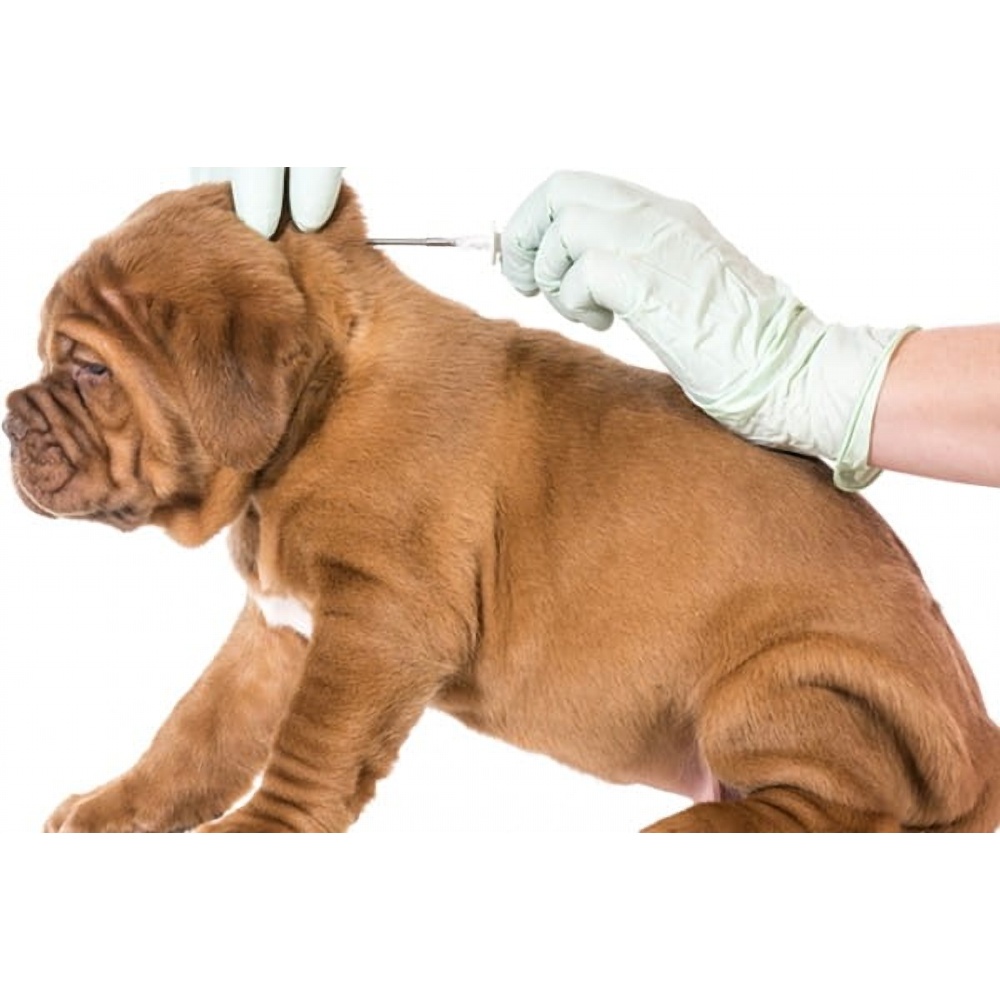 Microchip for dogs / cats